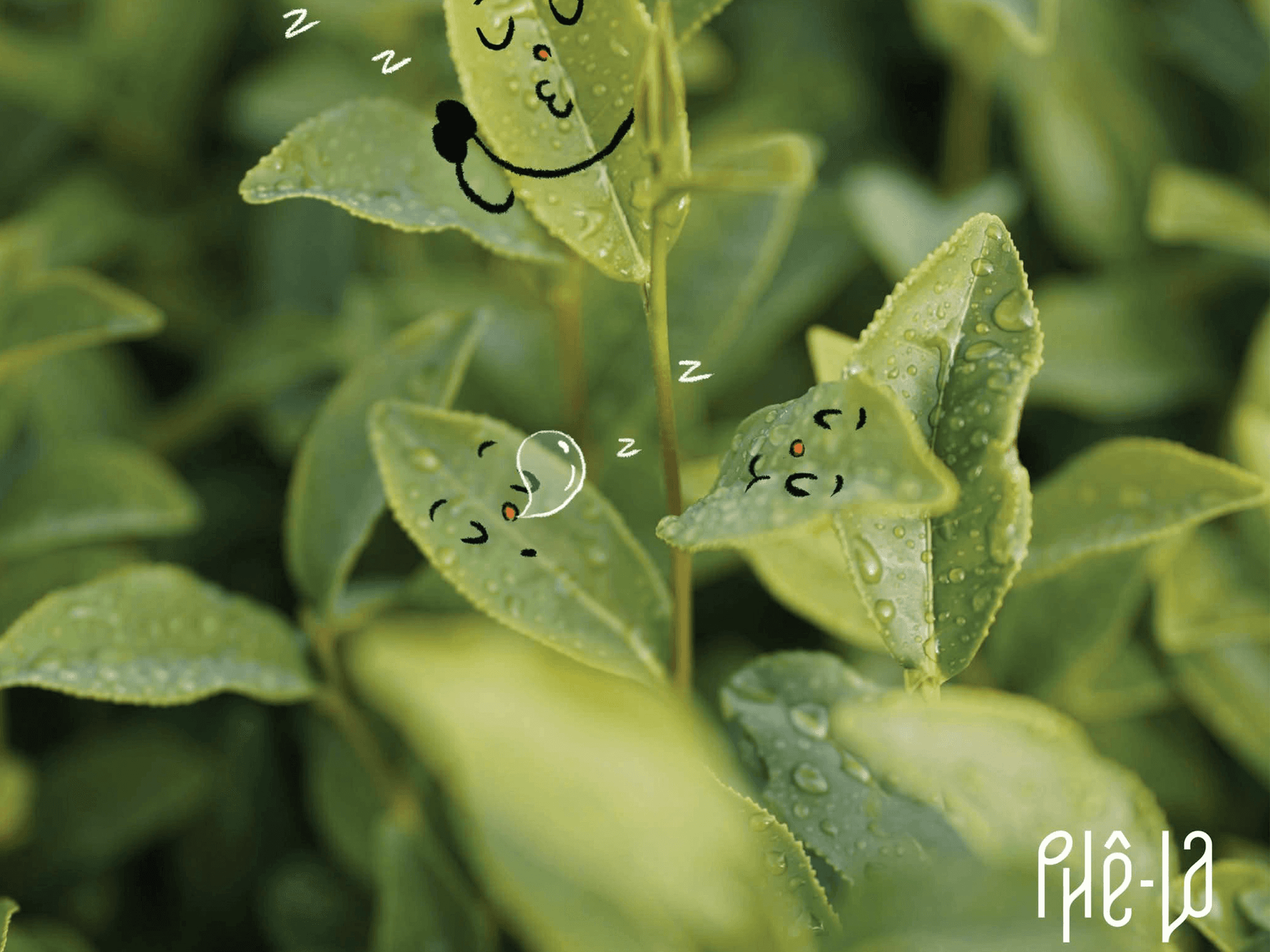 Phê La Space Branding
